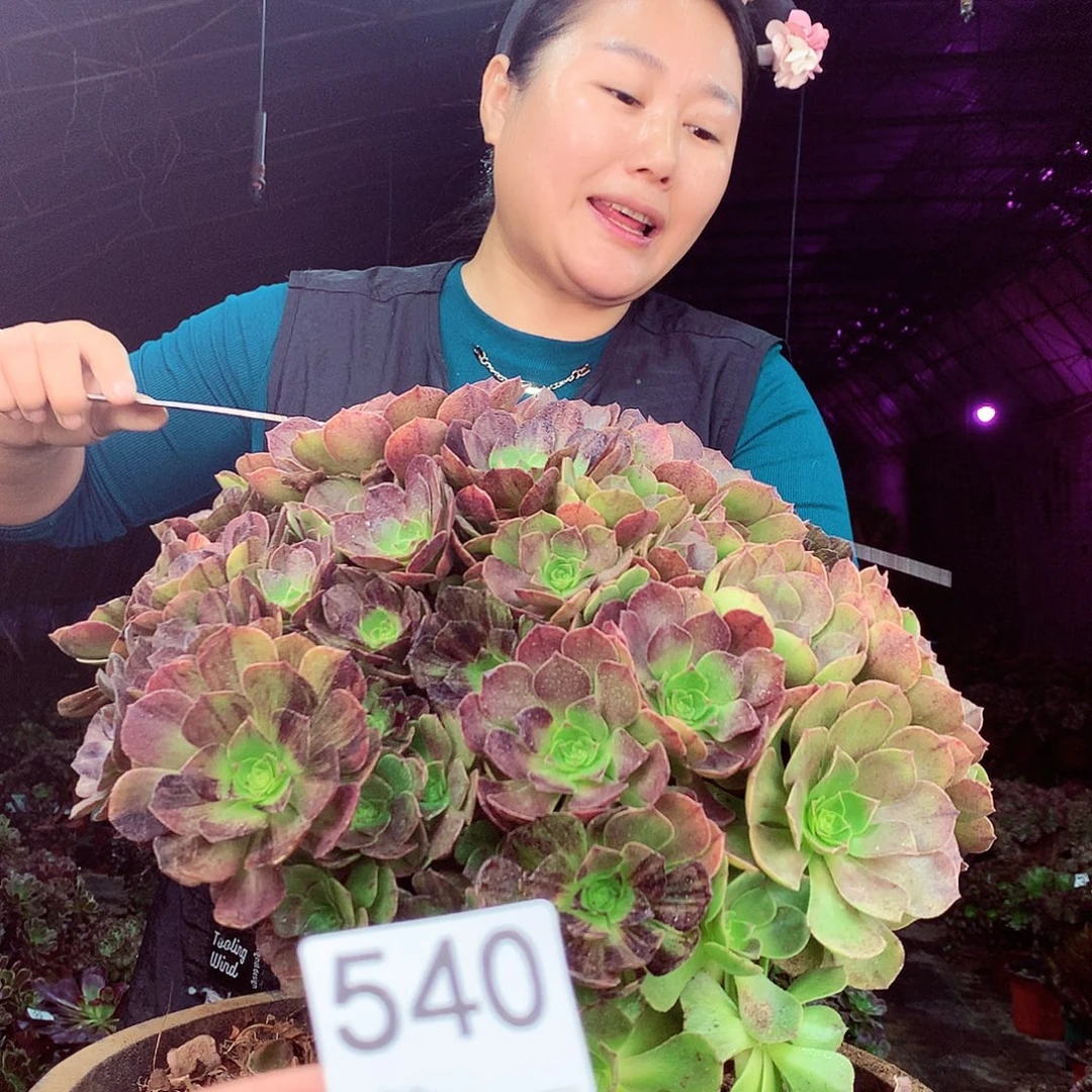 柒柒精品多肉脱土发货不包断侧枝540