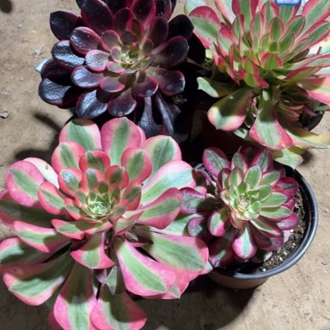 953多肉植物组合