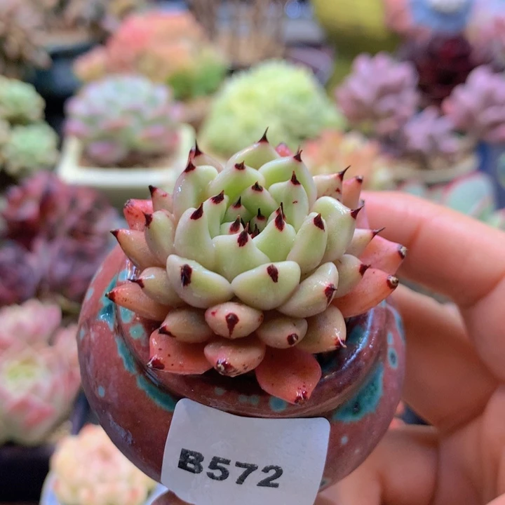 一物一拍含盆土满38包邮B572