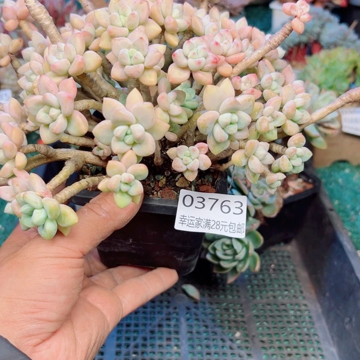 幸运的是我还没遇到你