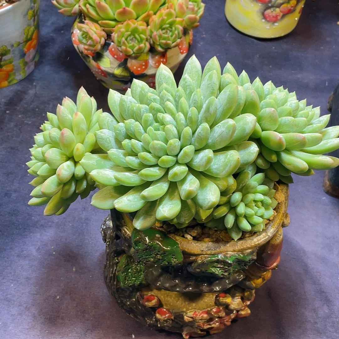 多肉植物脱土包邮