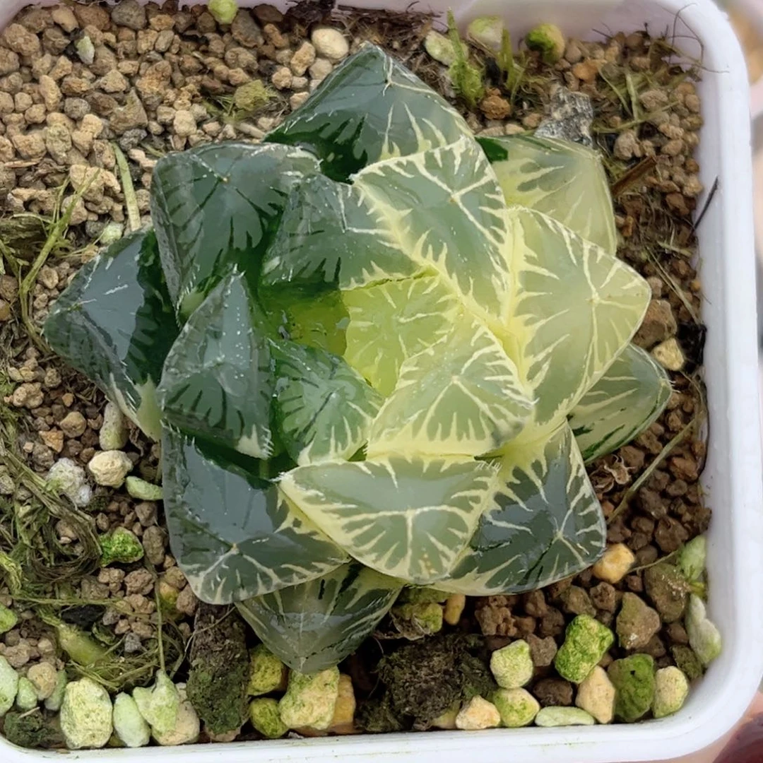 45巨大化别系玉露锦糊斑趋势福利专场