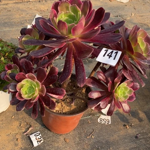 赤霞飞多肉植物法师不包损不圆