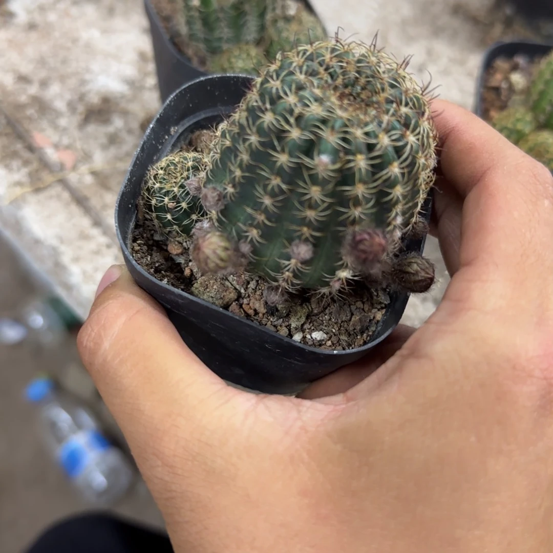 洁*花花花花花花