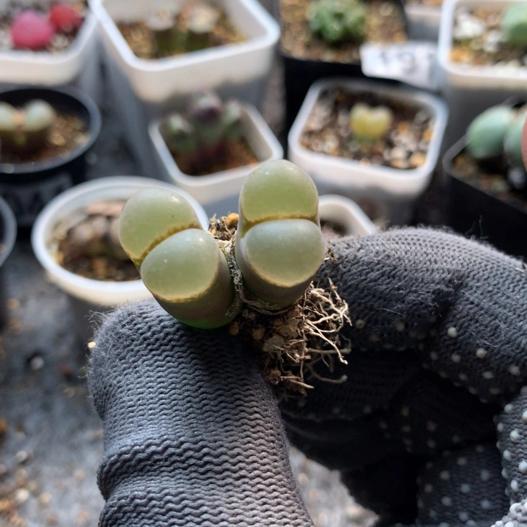 909风铃母本一颗