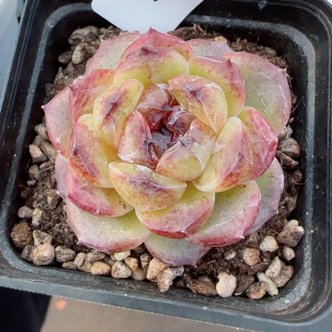 黑不溜球，3973多肉植物