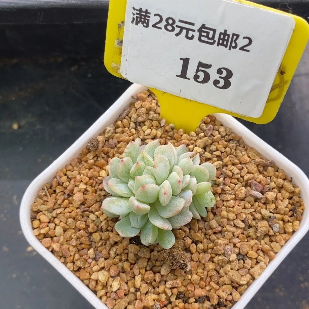 2153白恋6头朵朵多肉