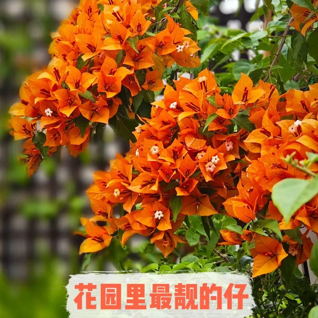 【橙桑巴】三角梅品种苗四季勤花好养易活不带花非一物一拍