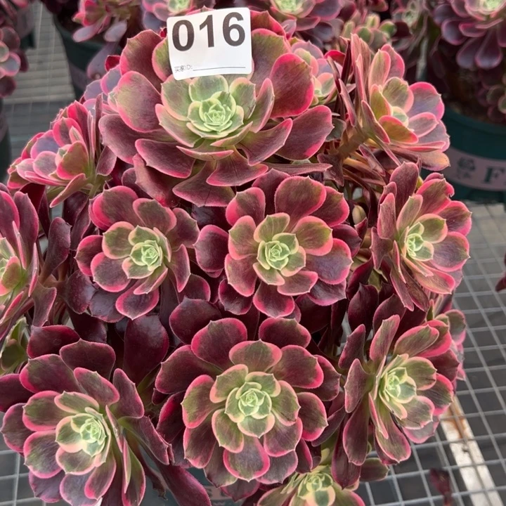 016金丝雀32厘米左右有断枝