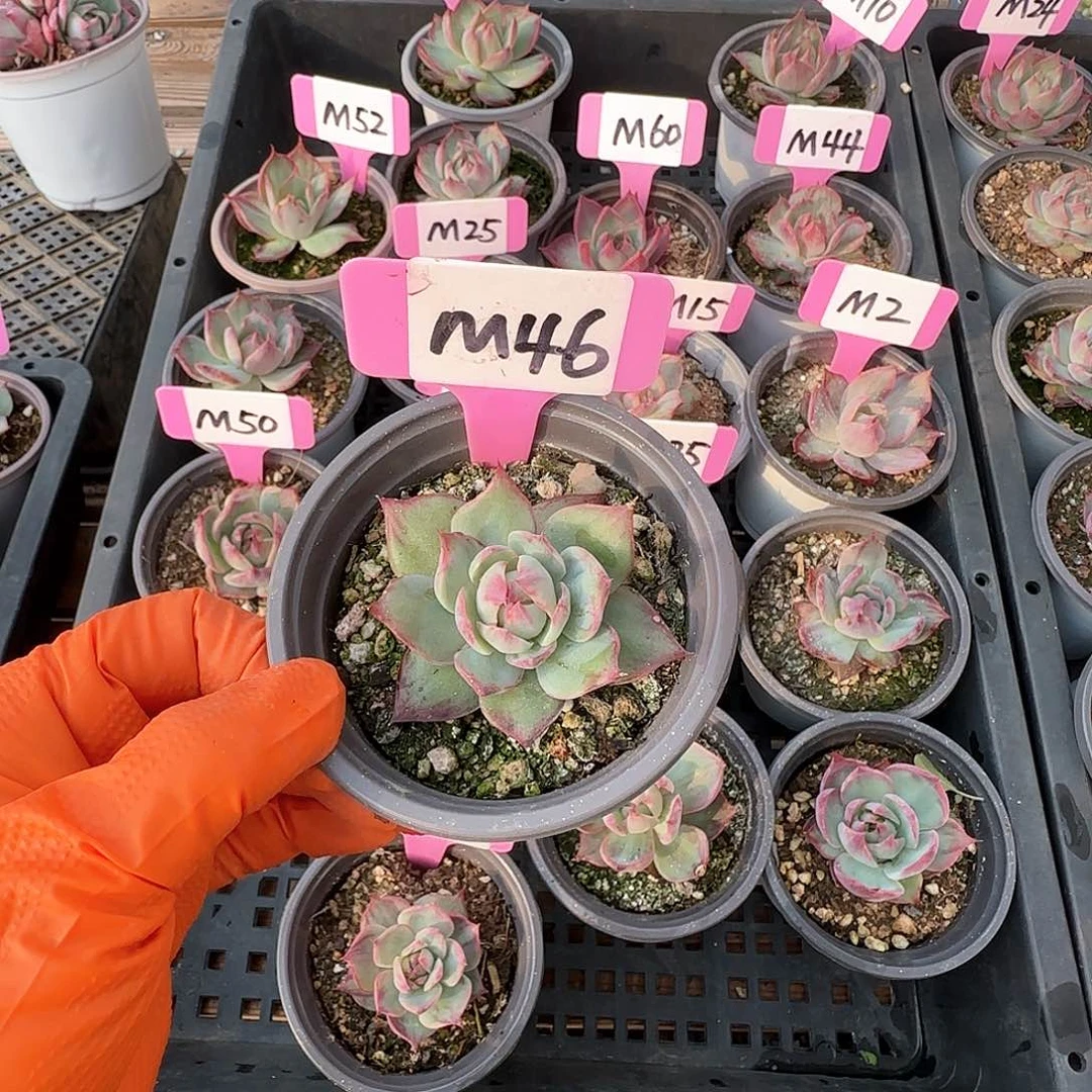 重****肉M46惊鸿单头多肉