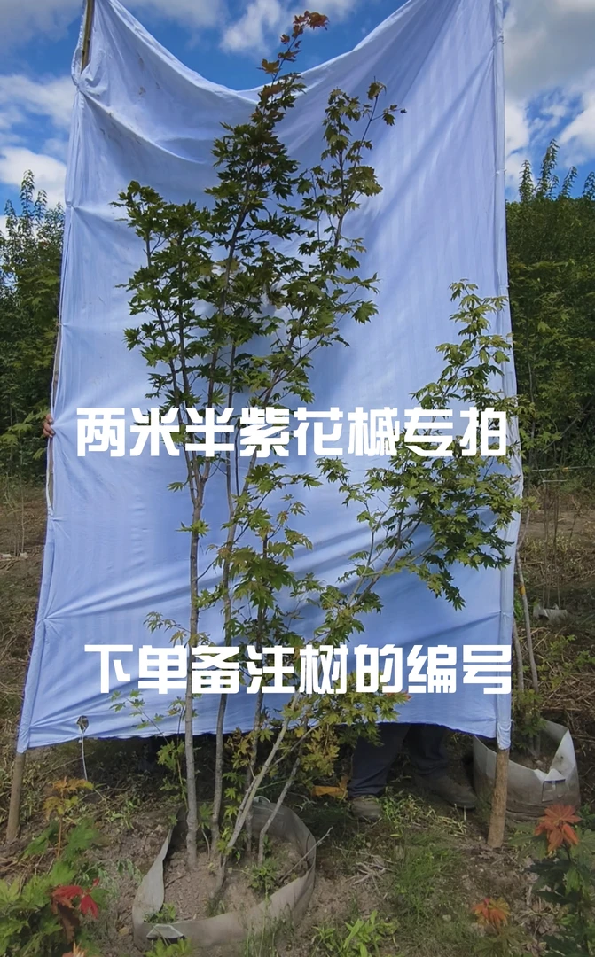 2.5米左右,适合庭院种植的丛生紫花槭