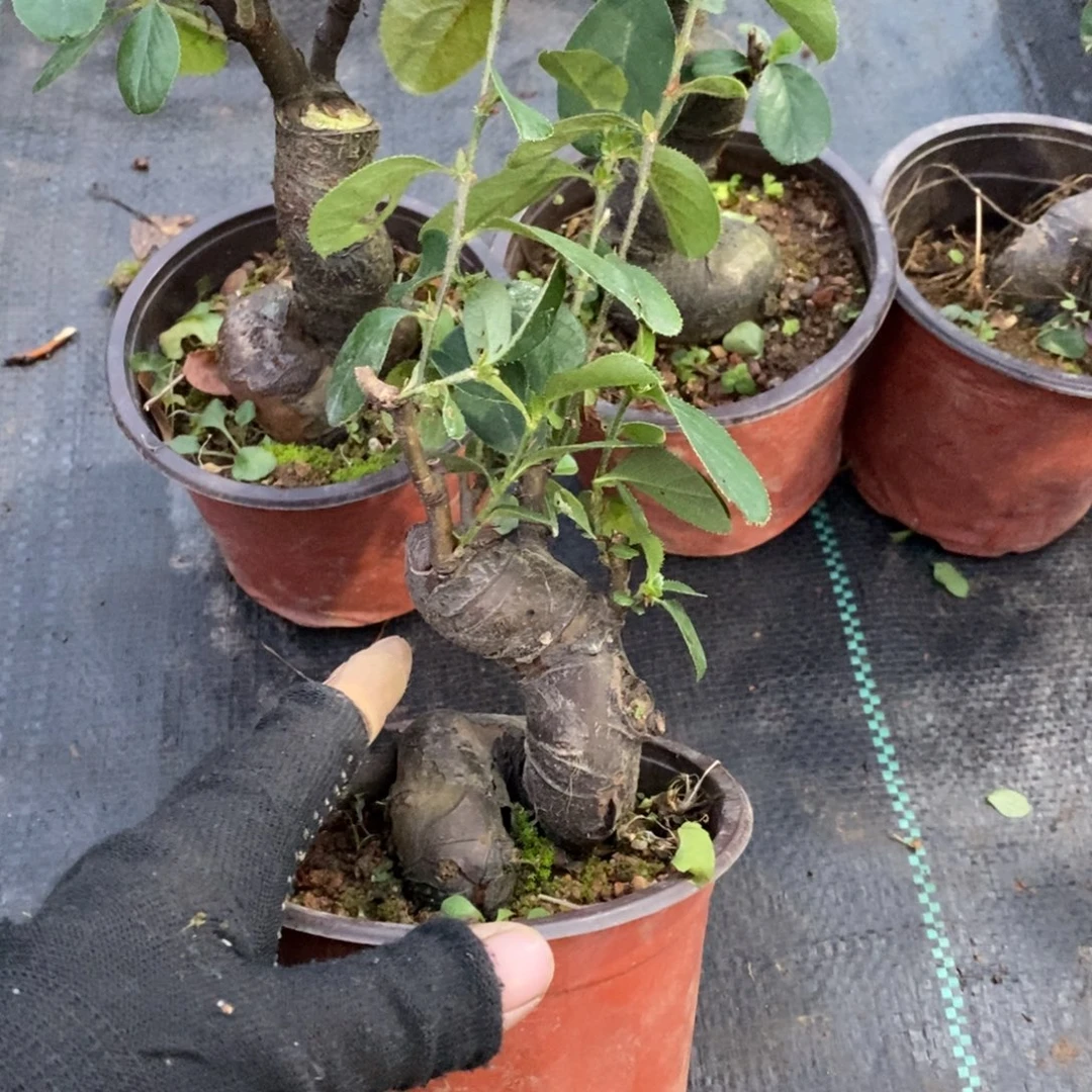 海***川无花朵盆景盆景25