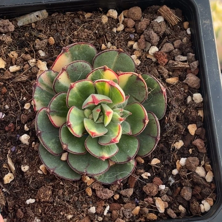 丹尼尔锦花脸一颗价格