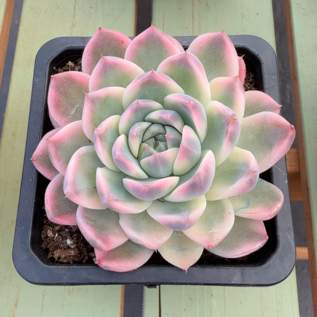 阿尔巴佳人锦锦上园艺一物一拍