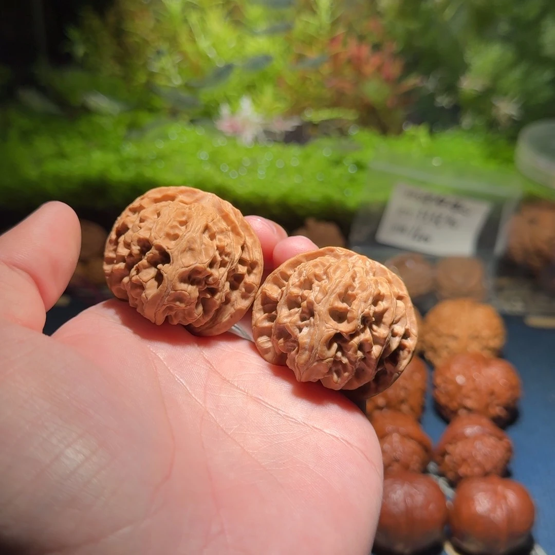 445号43苹果园苹果园苹果园