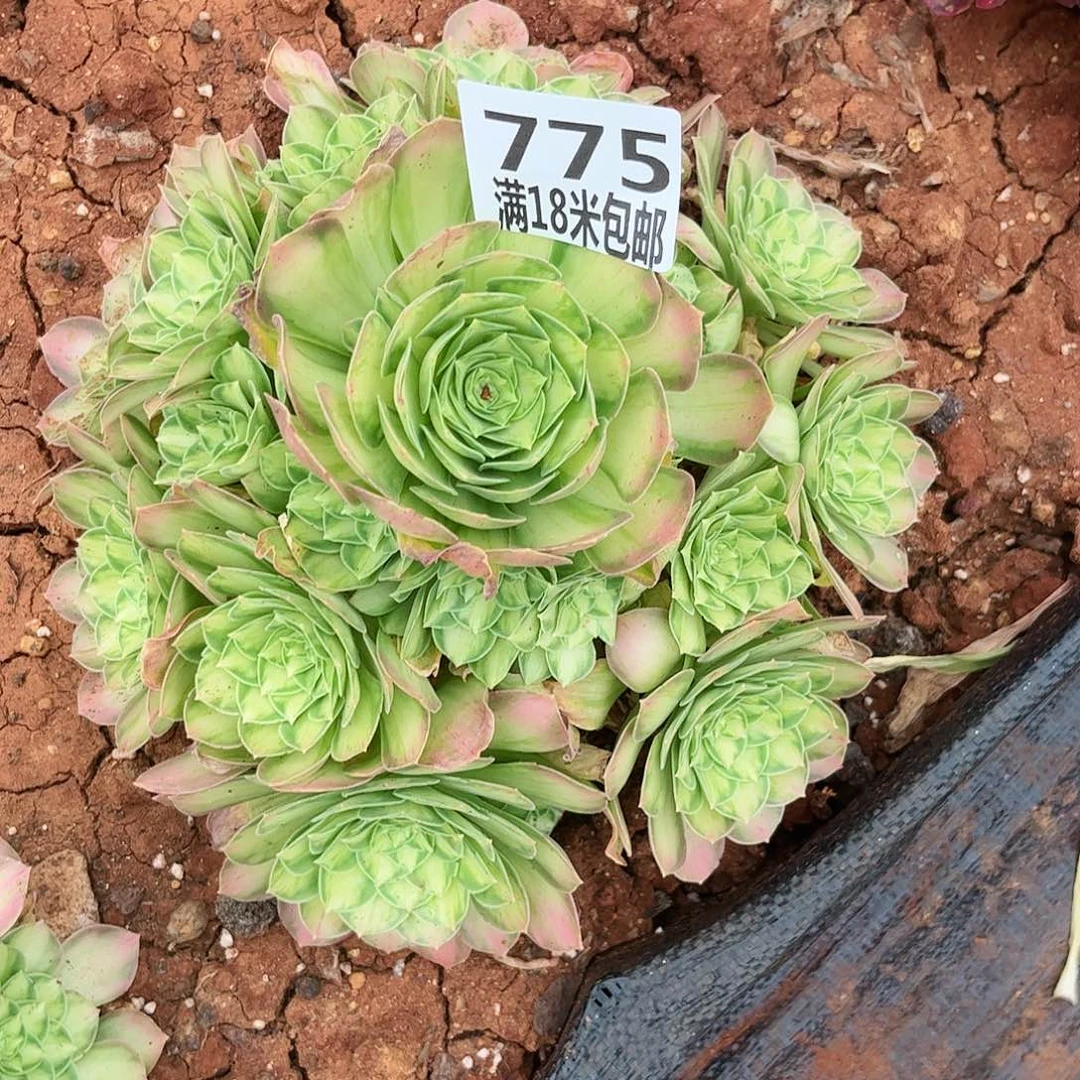 菠***包775粉绍华多肉植物