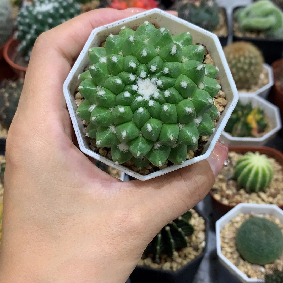 当前无花栽培后可以开花雪糕仙人球