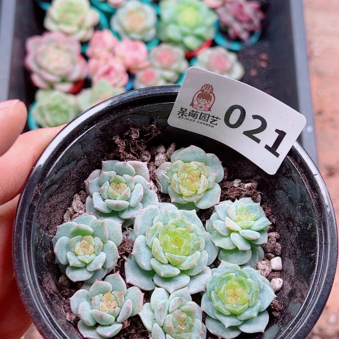 多肉植物多肉植物