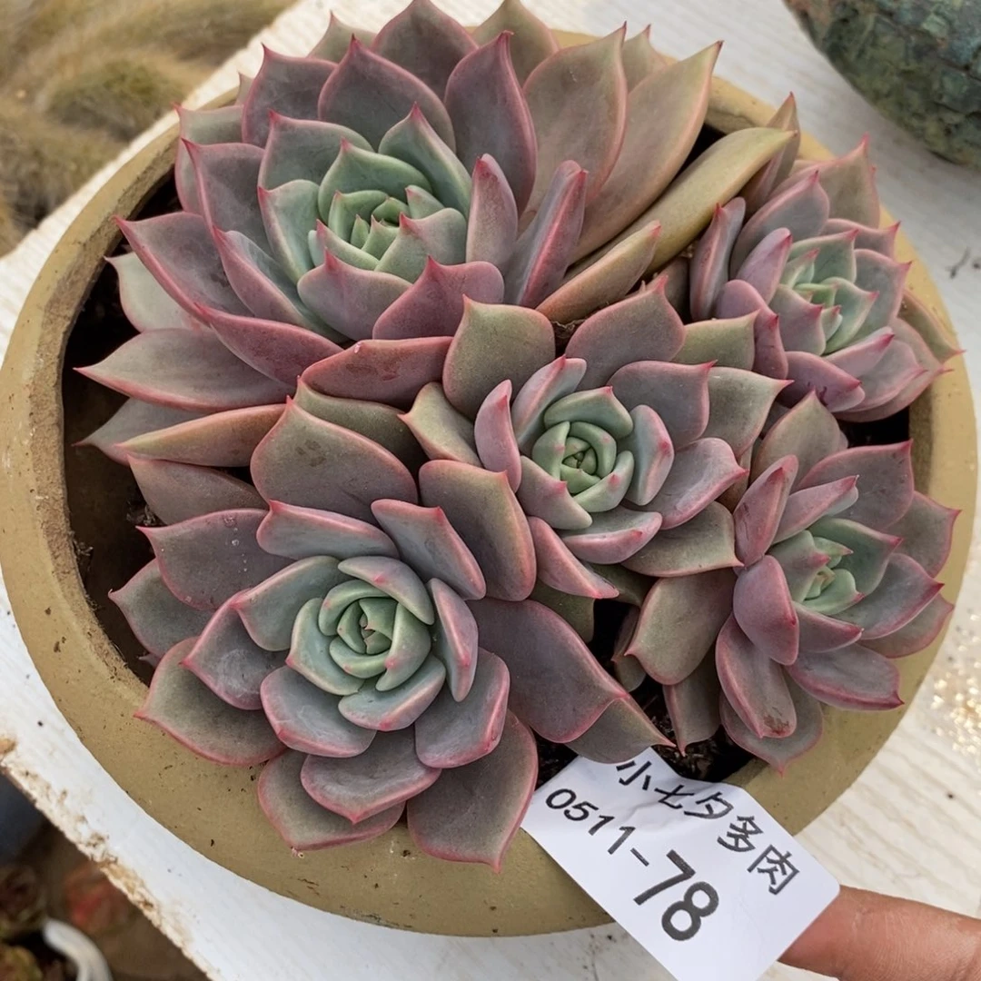 小七夕多肉粉色贝加尔湖78