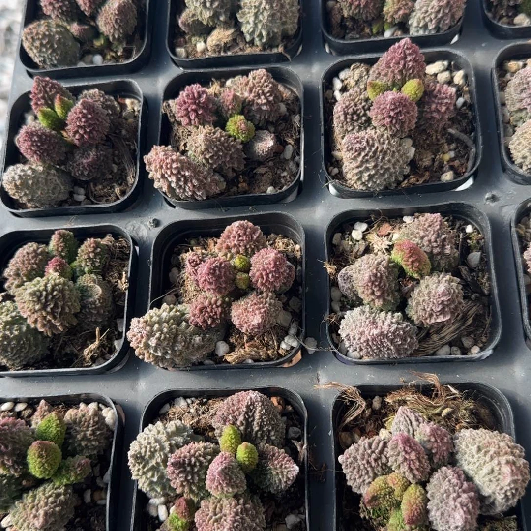 朱紫玉多肉量拍链接