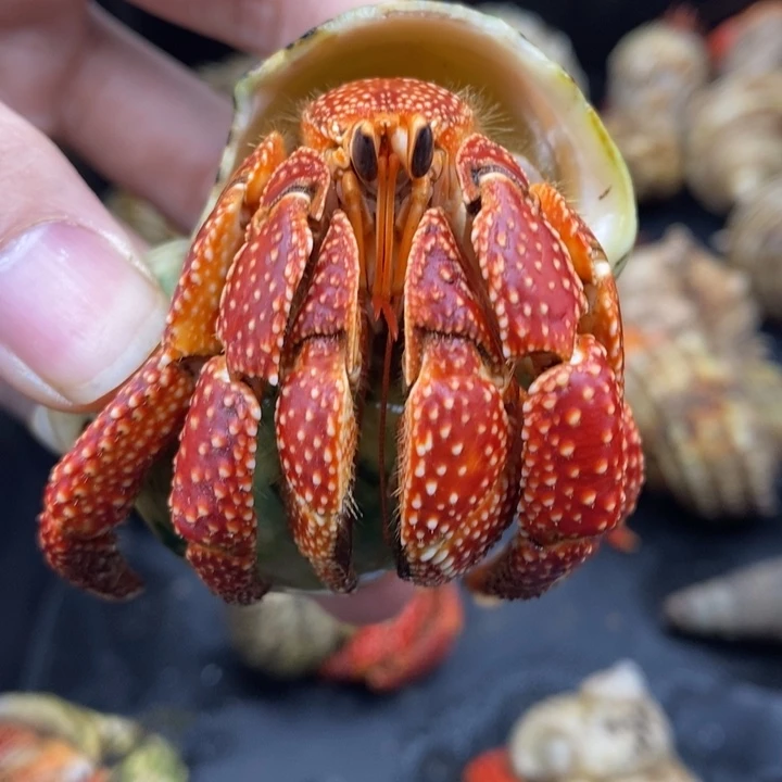 3.4口通体正红斐济草莓