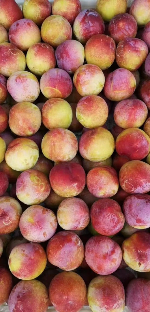 东北正宗大红袍李子脆甜爽口喂自家发酵有鸡肥纯绿色