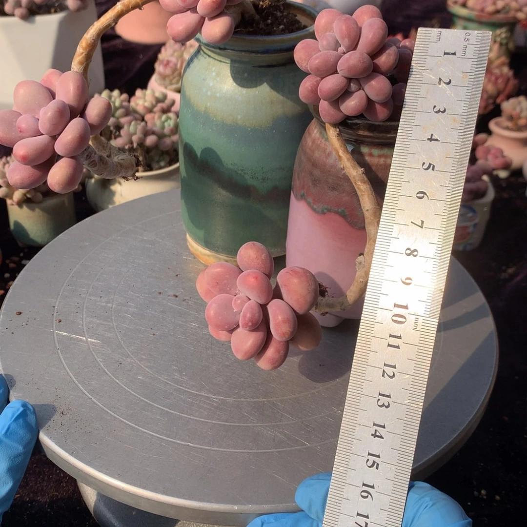 2颗不带盆偏远的不包邮的