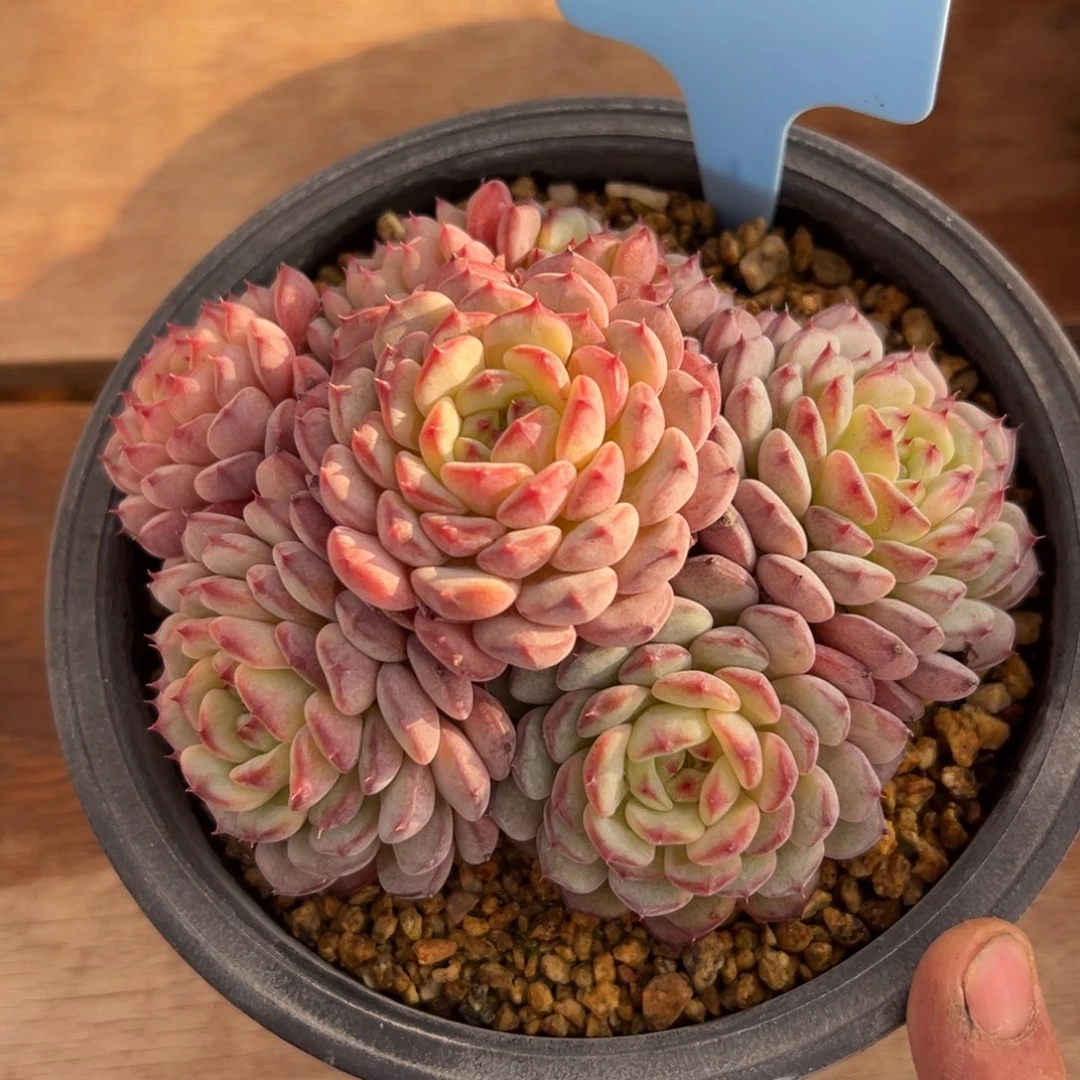 刘*6350202-39白胖子