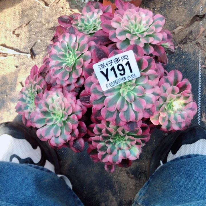 红铜白191尺寸18左右2