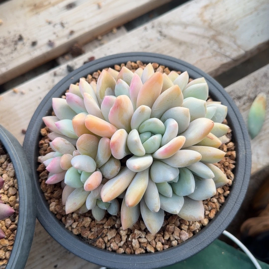 果糖群生五十包邮