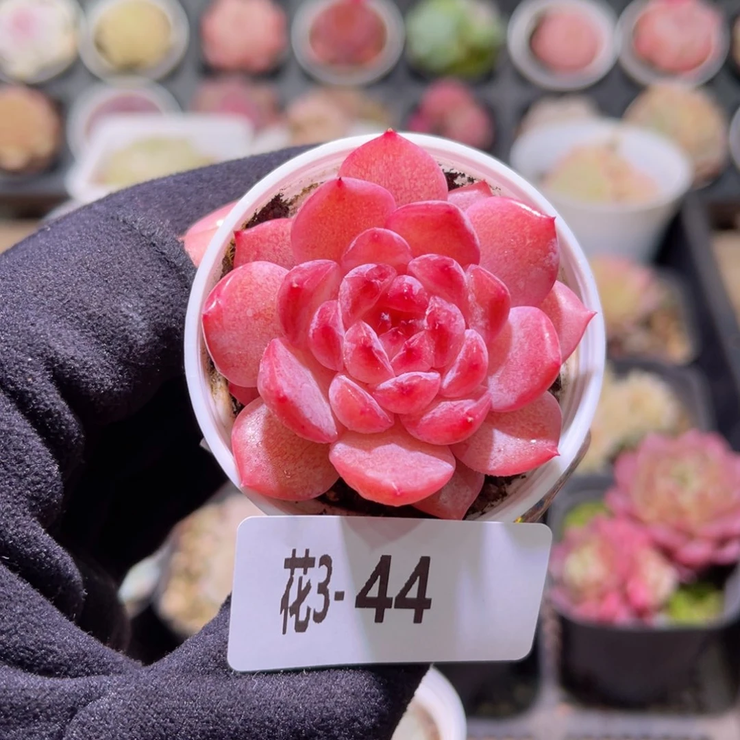 花利美3-44果汁单头