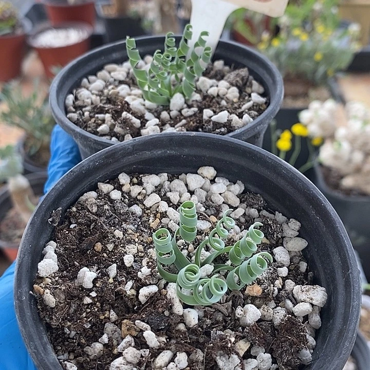 208贵妃弹簧草2个一一一一一一一