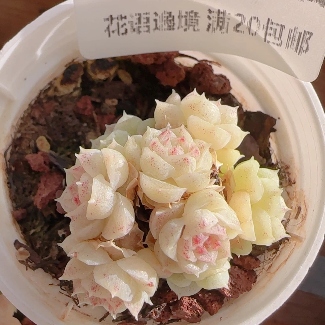 花语多肉1222-228散