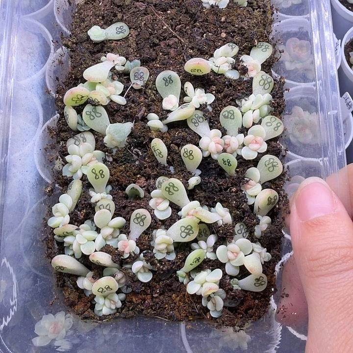 童话甜心一饭盒打包