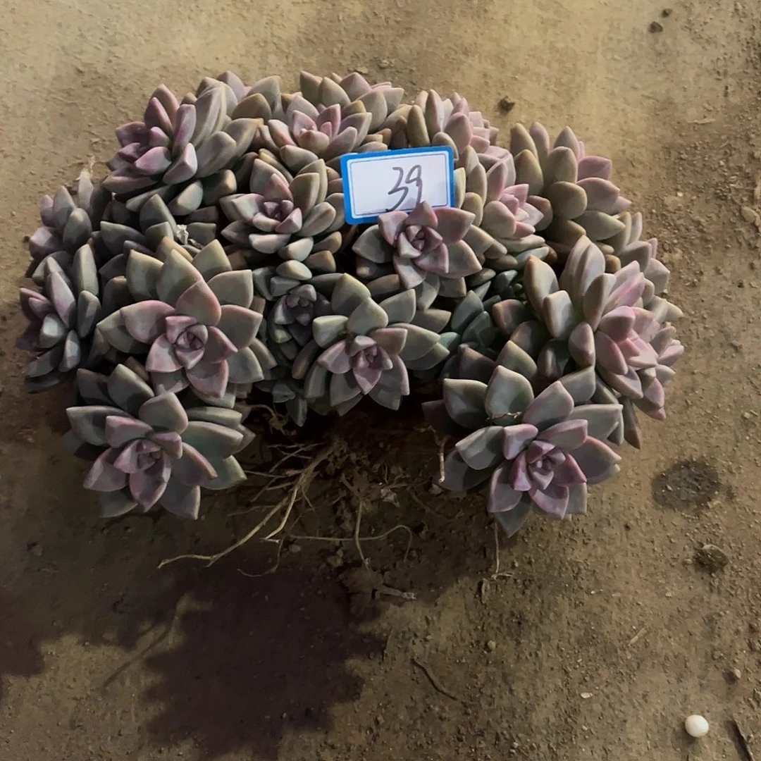 39号淡雪缀化一物一拍