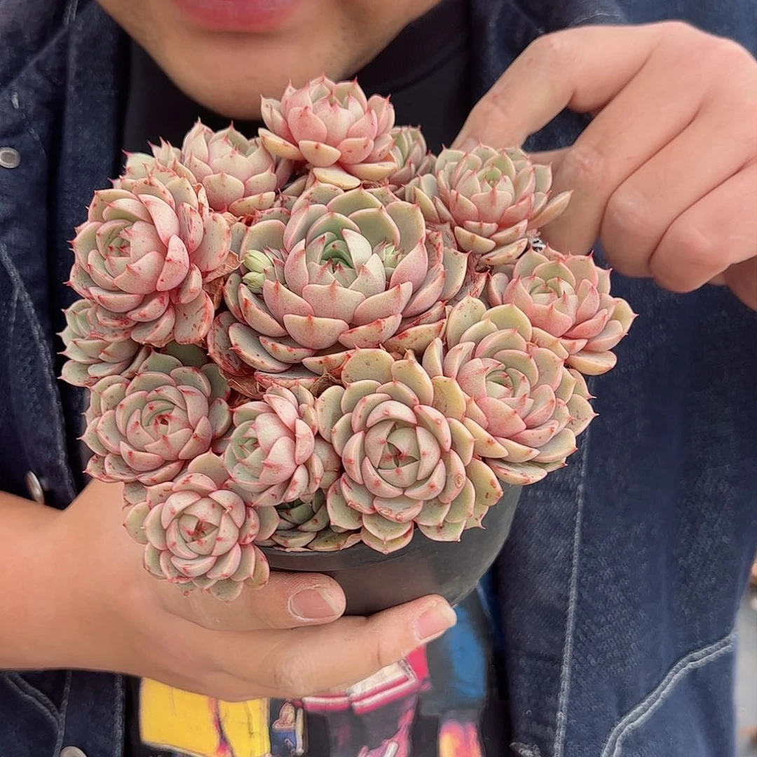 笨巴蒂斯多头群手捧