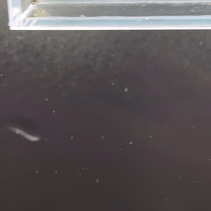 霓虹灯鱼粉色牌16号 白金月光