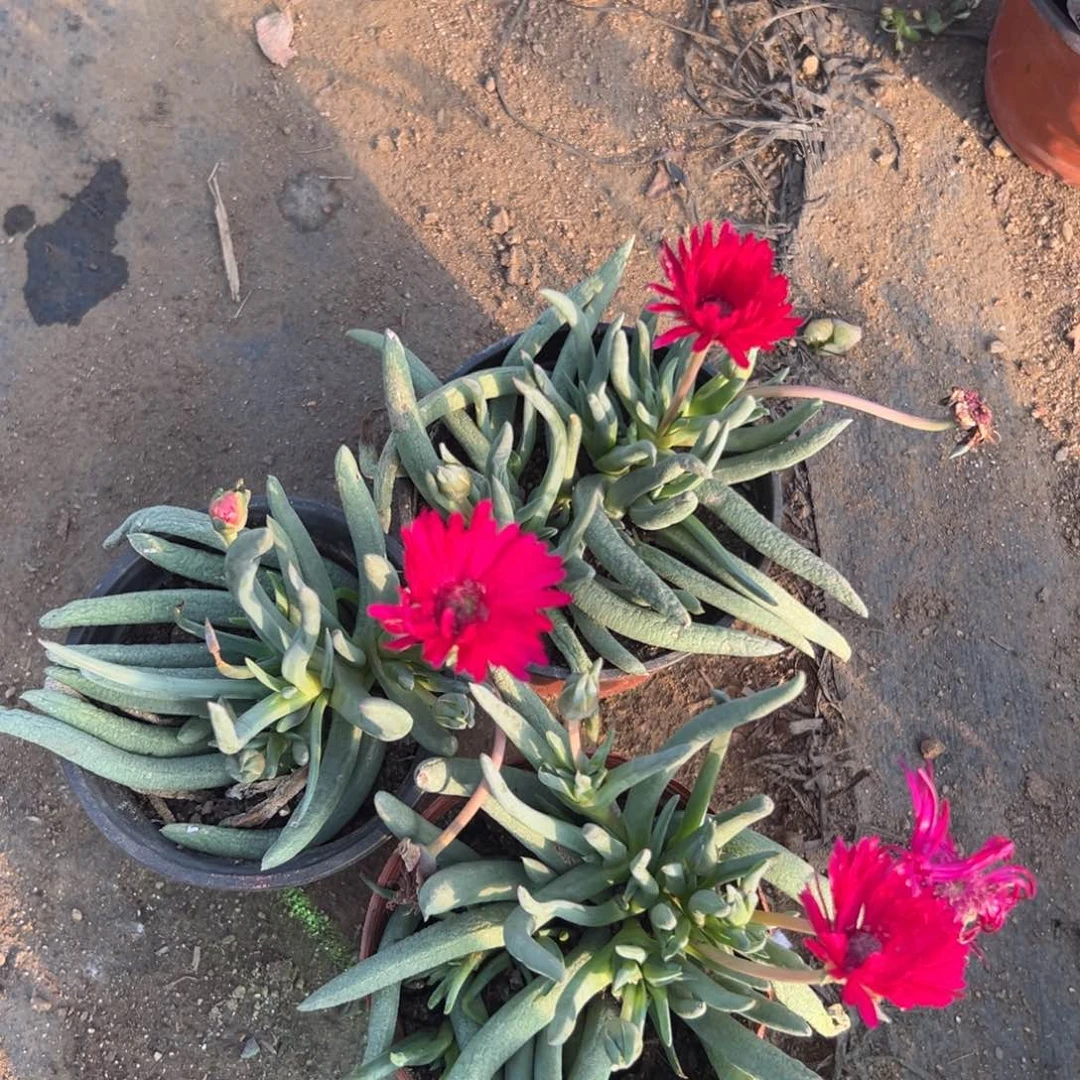 多破植物图植物营养液