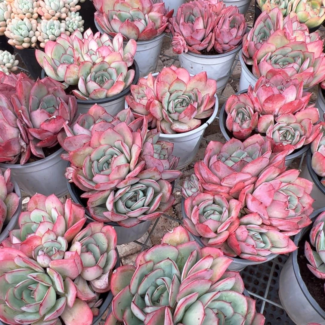 新疆包邮 牡丹亭