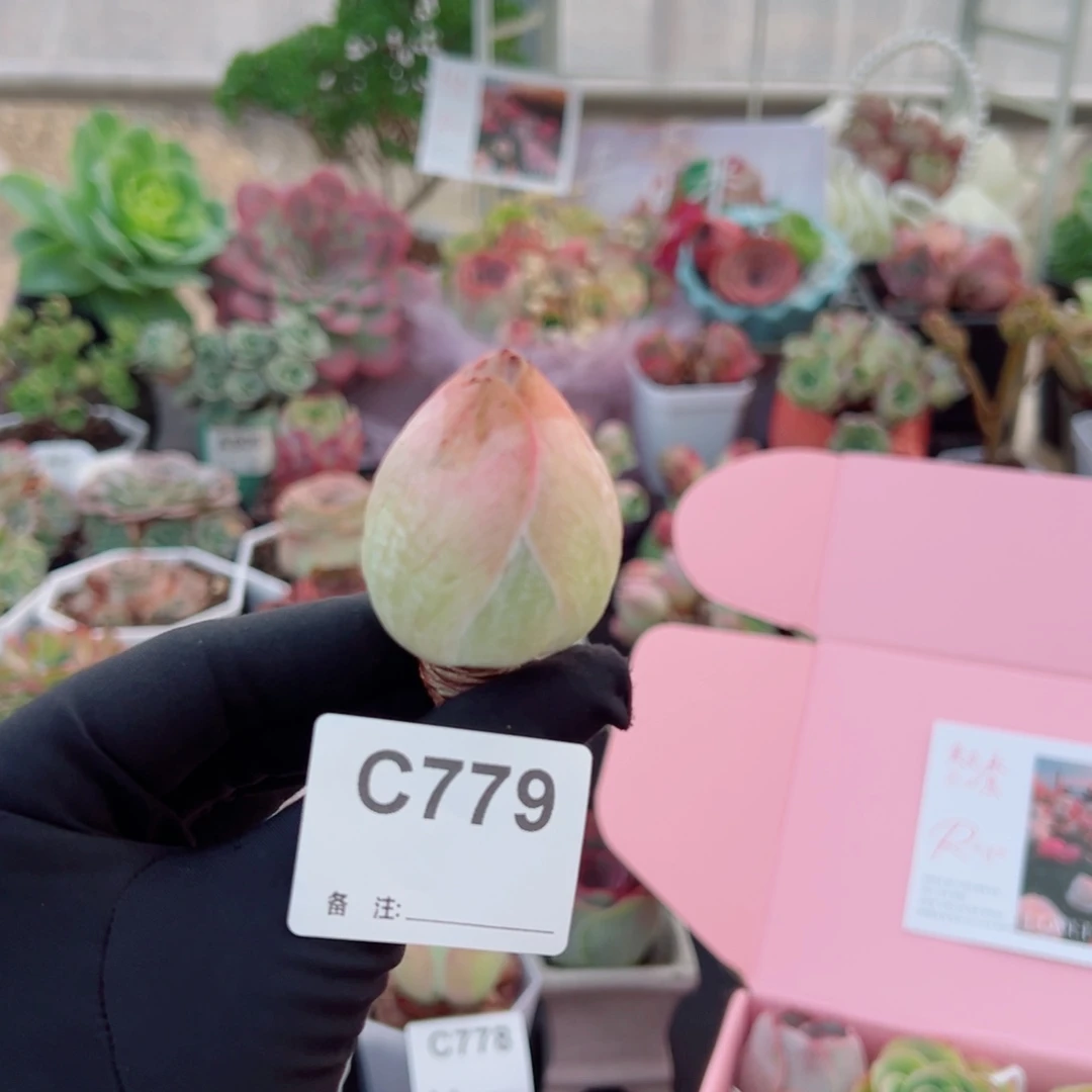 779粉仙桃老桩。  一物一拍