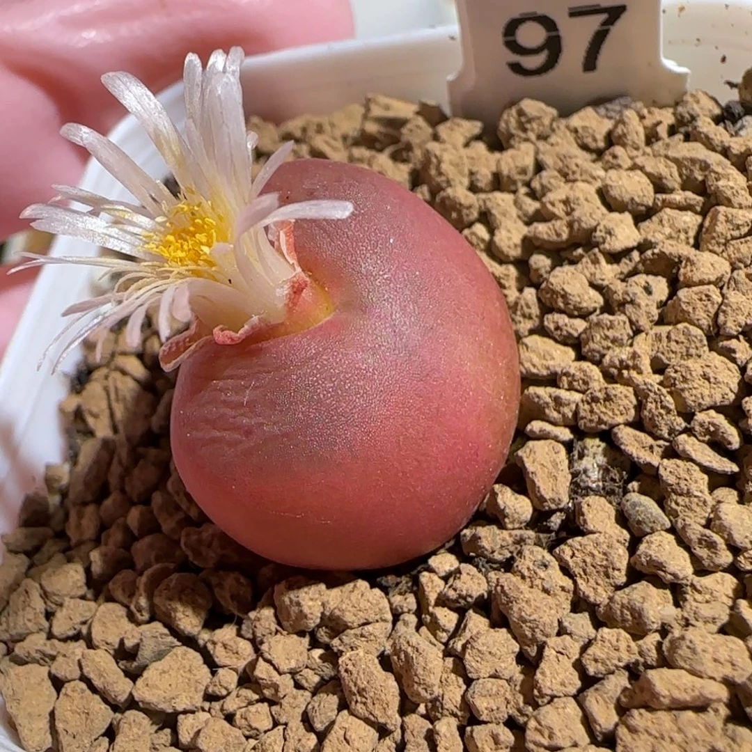 肉锥多肉植物组合-1430.5、1752