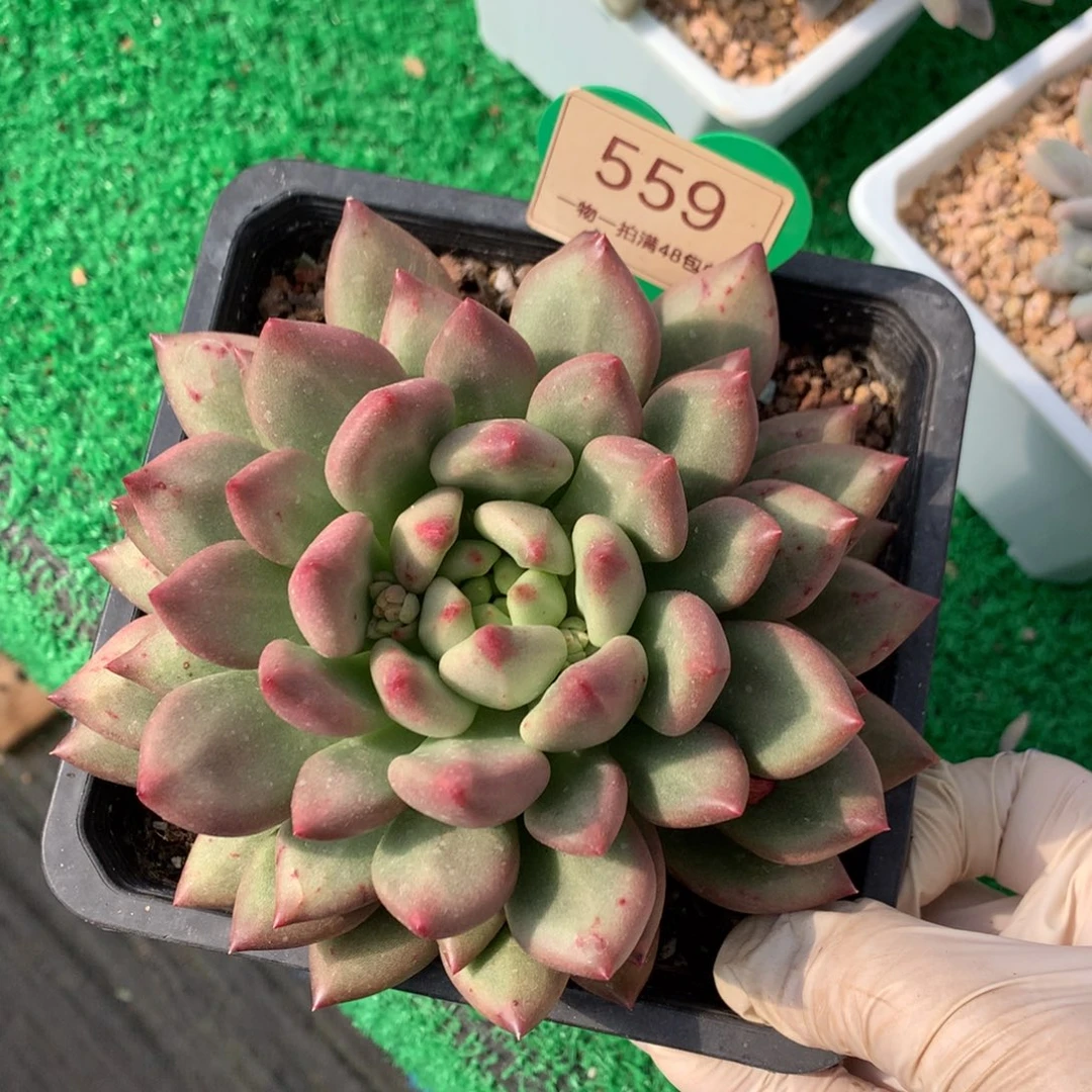 米其林老桩单头559