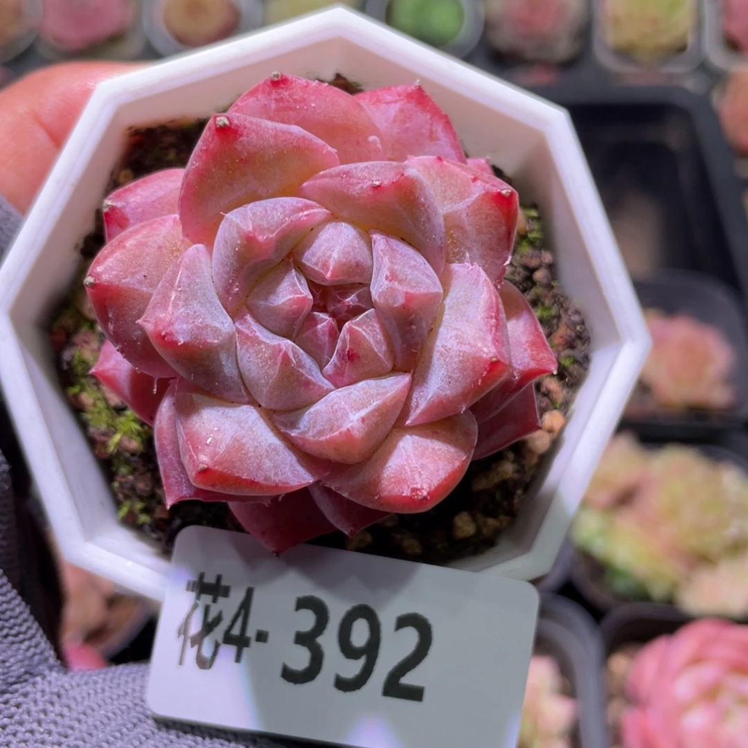 花利美4-392粉钻