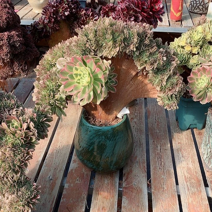 白凤缀化脱土发货