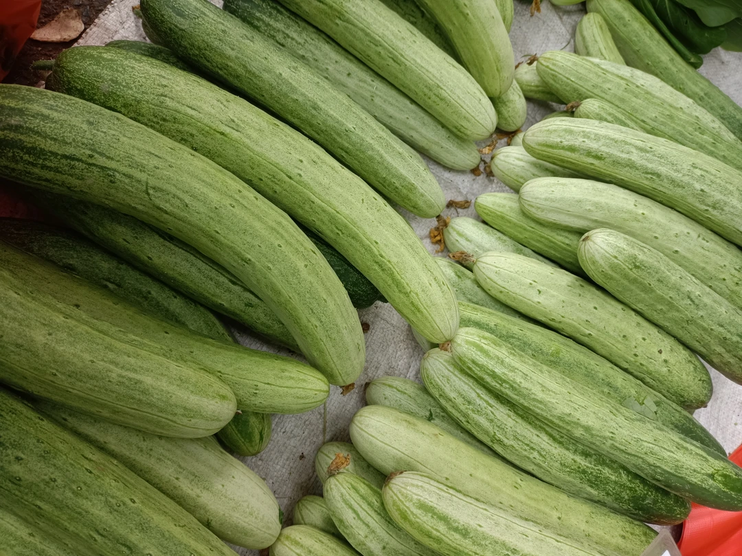 湖南农家自种本地老品种黄瓜水果黄瓜应季蔬菜小黄瓜