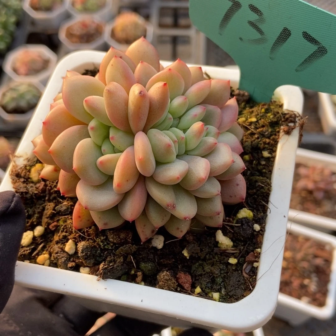 7317爱丽儿多肉植物保护