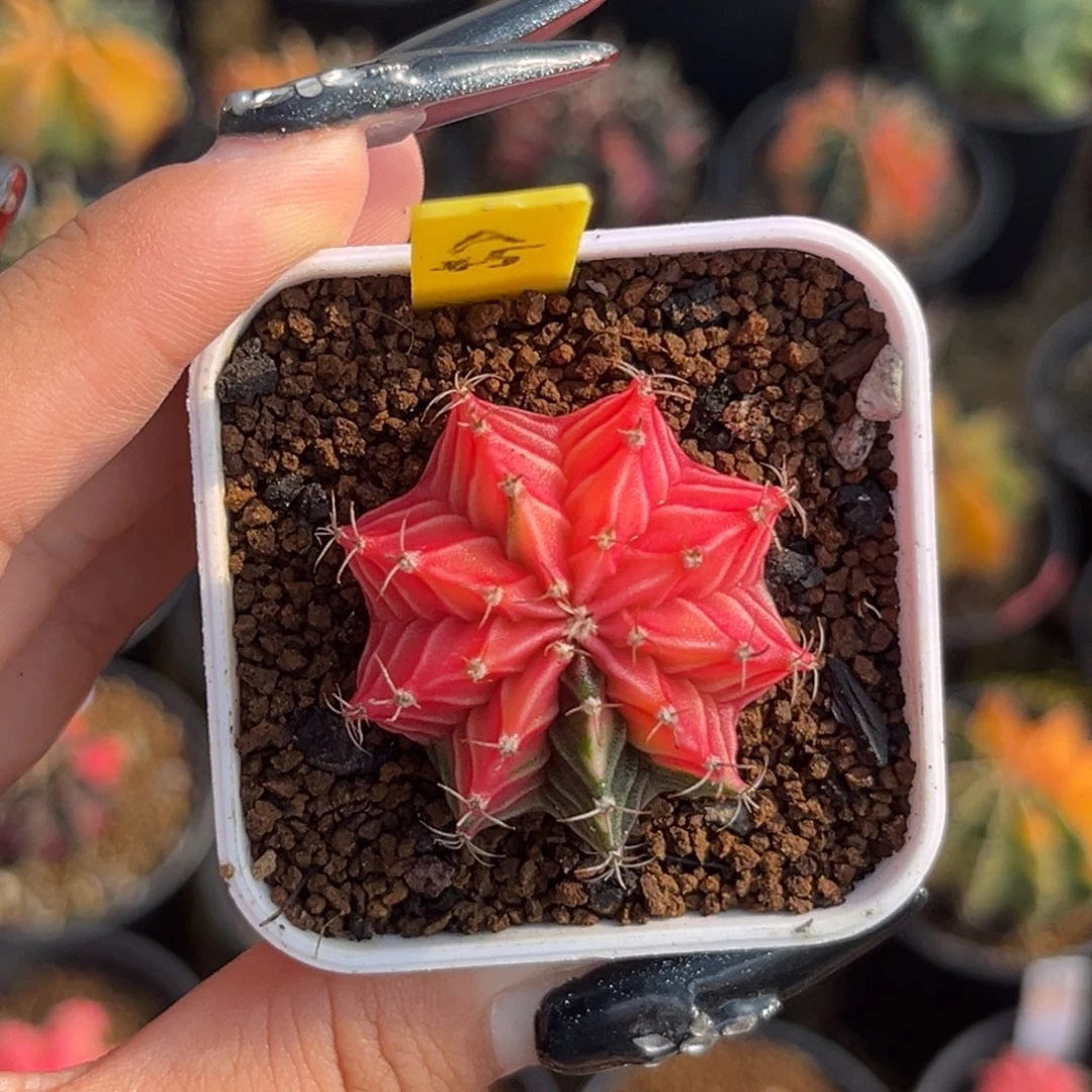 A45 带盆土发货 捡漏