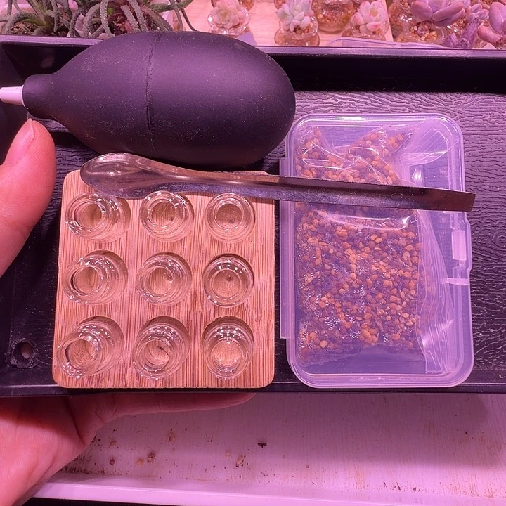 九宫格竹木托盘➕9个拇指瓶，送颗粒土浇水气吹，小铲子