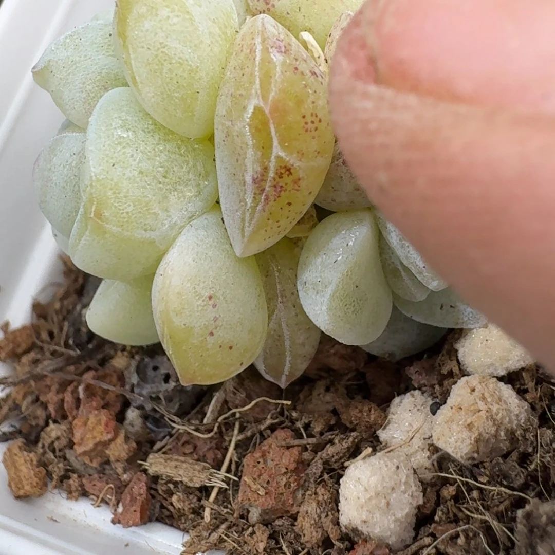 86 号到手1框江北多肉