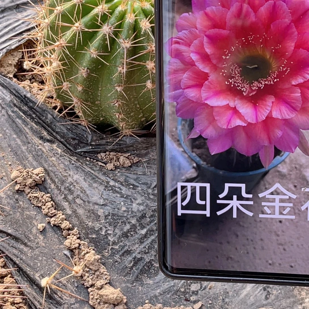 毛花柱 四朵金花 带根发货